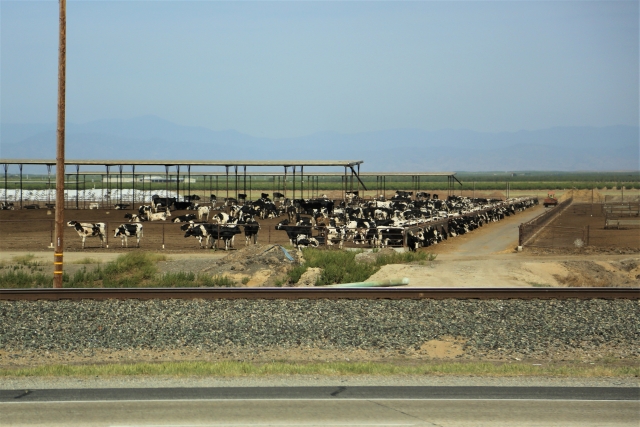 アメリカの牧場